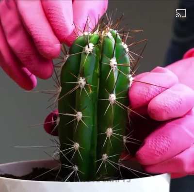 That&rsquo;s not how plants work