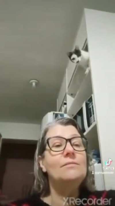 gatinho foda