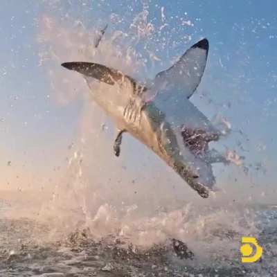 When a great white shark is pursuing its prey, it can swim at speeds up to 40 mph and will typically fly up to 10 feet in the air&ndash;an acrobatic feat called breaching