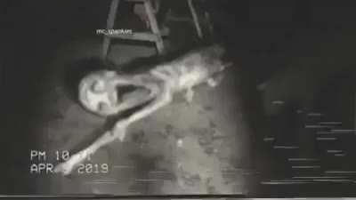 They are watching