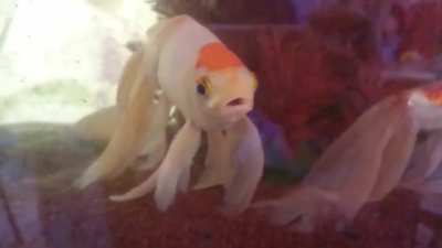 bababooey fish