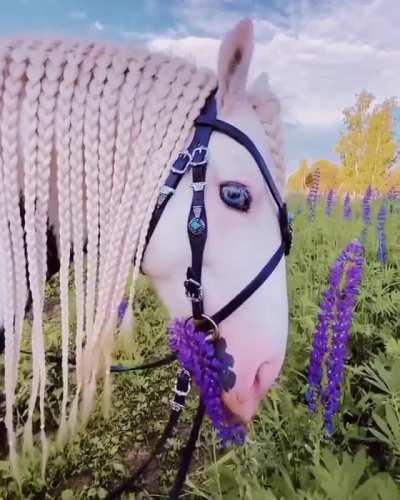 Blue Eyed Horse - Moscow