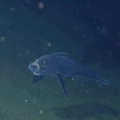 🔥 Ghost Shark, aka a Chimaera fish spotted at 2,600 meters (8,530 feet) deep 🔥