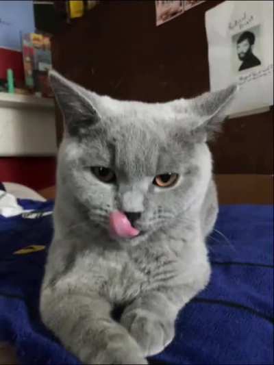 I made an edit of my cat singing coalesce thought you guys would enjoy