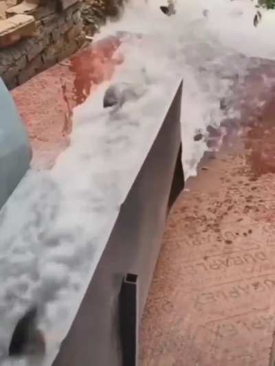 Peixe gr&aacute;tis !
