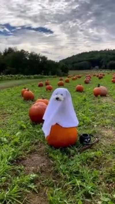 It&rsquo;s the season.. 🎃👻