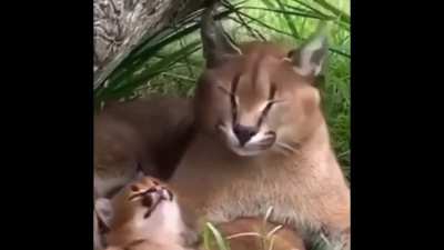Fofo