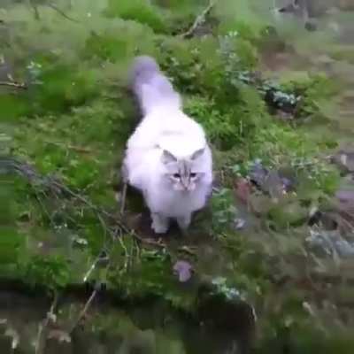 The way this cat jumps