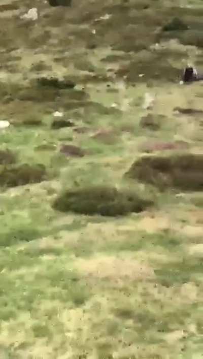Trentino: bambino incontra un orso a pochi metri sopra Malga Pr&agrave; da Giovo, alla Contra sul Brenta.