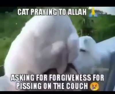 bosnian cat