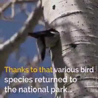 🔥 How Yellowstone NP Revived Its Entire Ecosystem 🔥