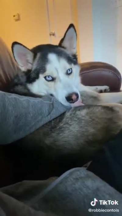This dog knows how to get the pets