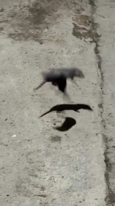 shrew fight