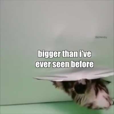 Ok "meow'