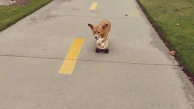 A couple weeks ago I modified my skateboard to be looser so oliver can use his weight to steer the board. Today was the first time I saw him control the board! He is actually carving, slowly, but he is doing it! I'm so excited, I need to find a smoother a