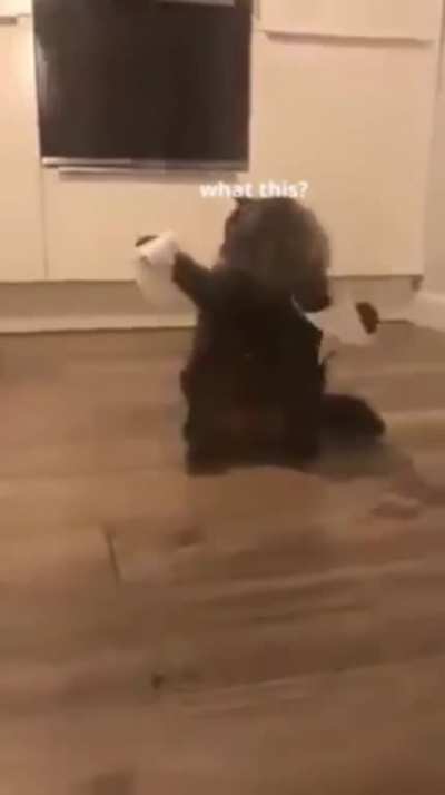 cat.exe is confused