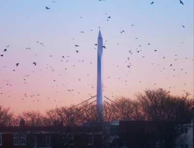 Sunset Birds
