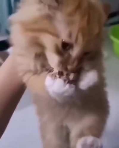 "NOOOOO MY CHICKEEEEN!"