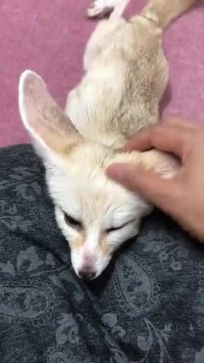 Pet?