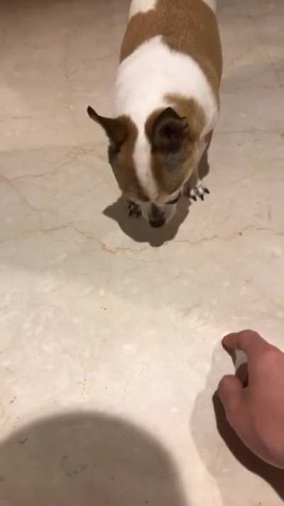 Smol Dog Big Temper