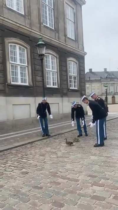 Dronningens livgarde eskorterer en andefamilie i sikkerhed :)