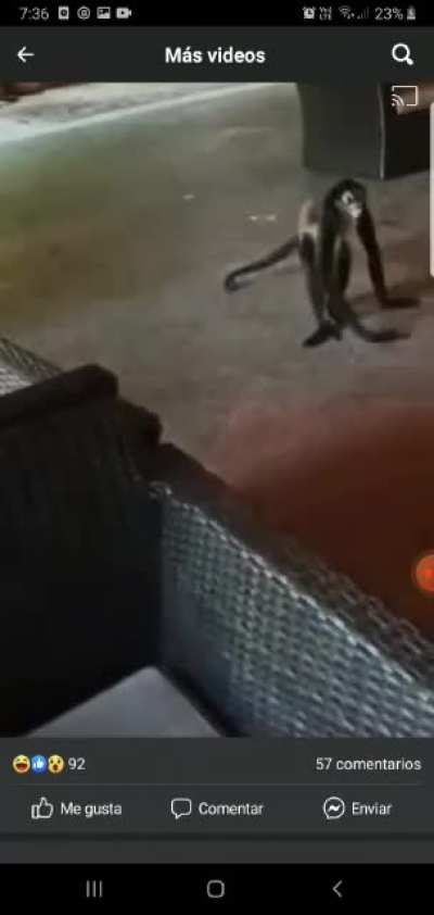 Monkeys steal a purse