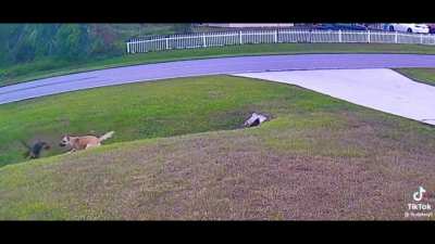 Pet dog saves kid from charging dog.