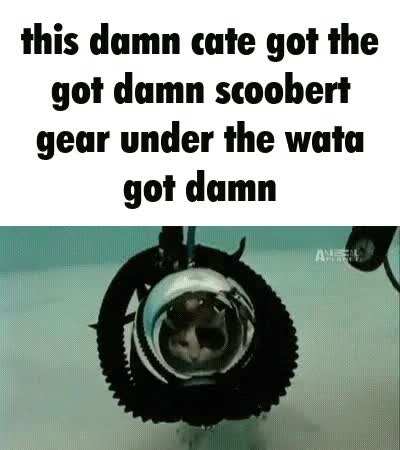 Cat rule