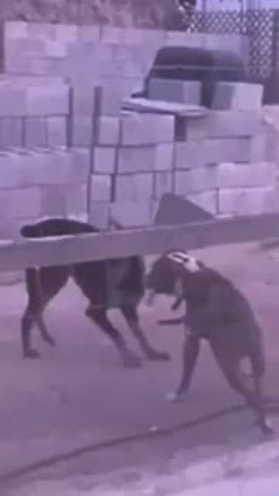 Dog&atilde;o