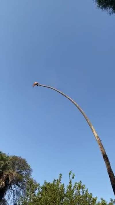 Man Risks His Life By Cutting 100-Foot Californian Palm Tree