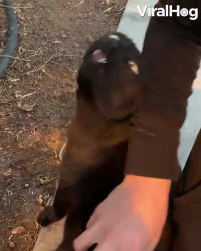 This cat makes some funny noises while being pet.