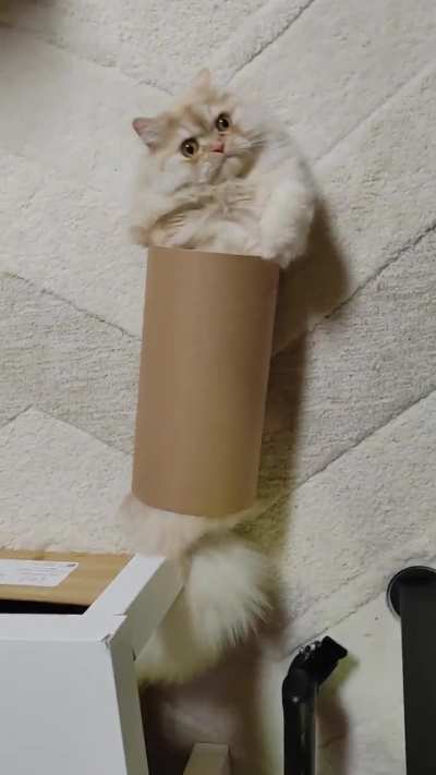 Tube cat.