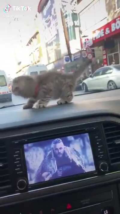 Miuw 🦁