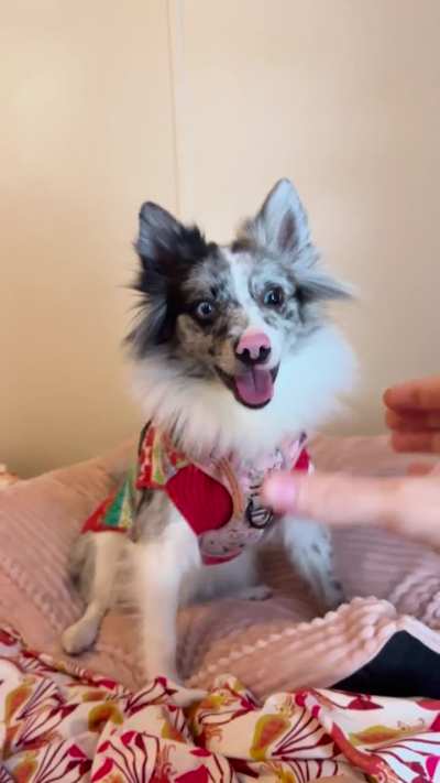 Teaching my deaf dog “speak” may have been a mistake, but look at that proud smile!
