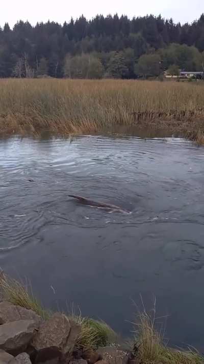 HMB and let me show you the interaction between log and whirlpool