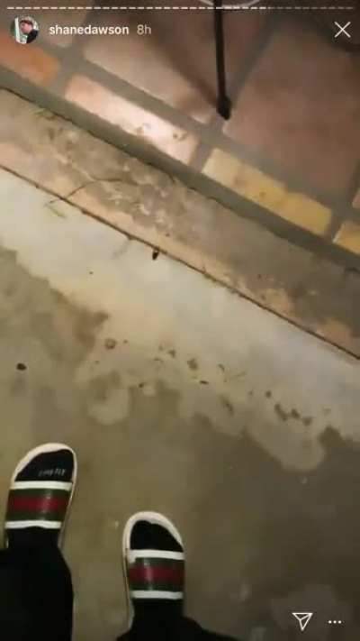 shane vs. flying cockroach