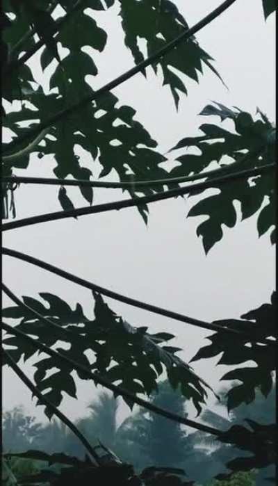 Monsoon Rains