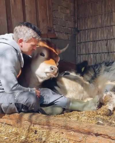 Grass doggo cuddles at Lebenshof Odenwald