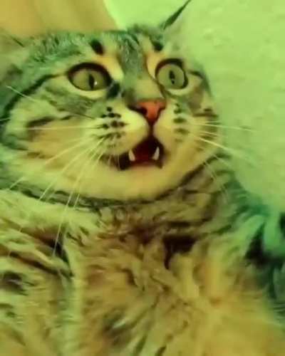 Cats tripping on catnip.