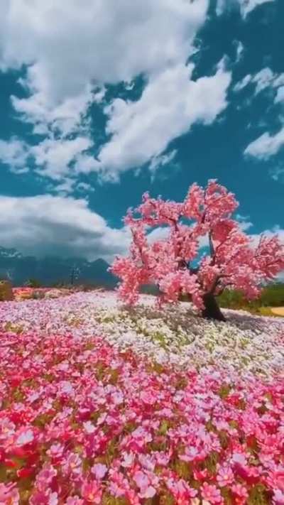 🔥 Flower Heaven