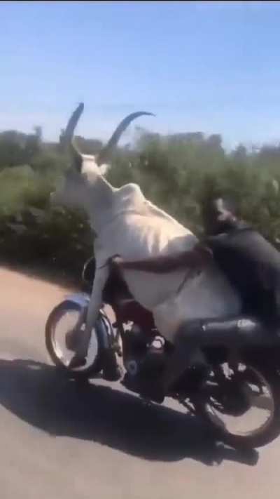 How do you even get it on the bike? So many questions so little answers
