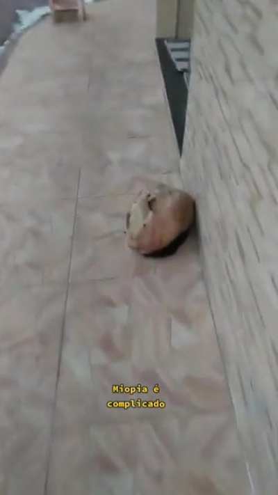 O pora