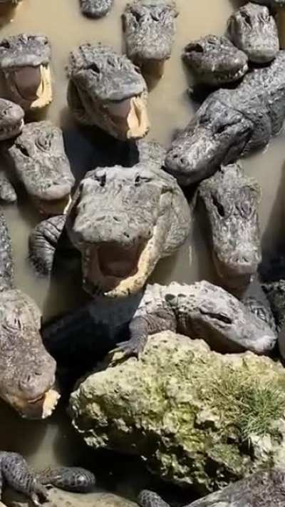 Lots of crocodiles on one place