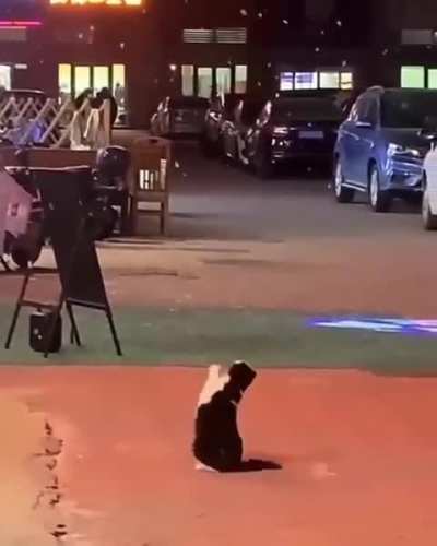 For anyone having a hard day, here&rsquo;s a video of a cat trying to catch snowflakes