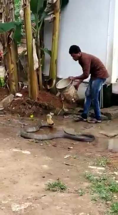 Man Helps King Cobra cool down in 47&deg;c scorching unbearable heat.