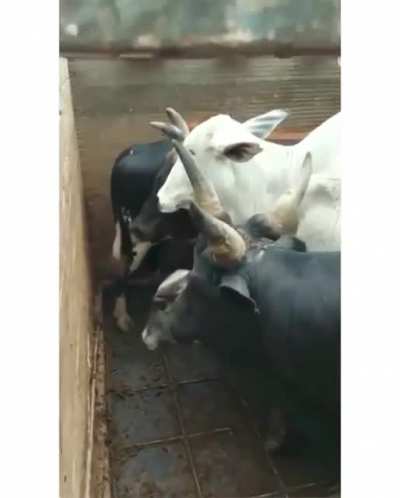 A cow with three horns