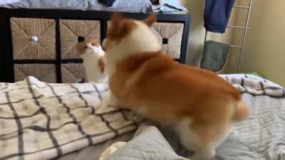 Corgi can&rsquo;t get a moment of peace