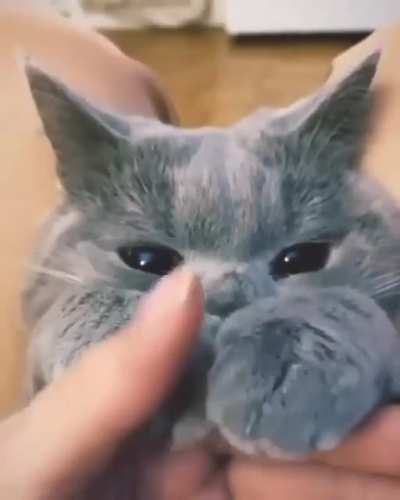 NTBDBIWDF this cat