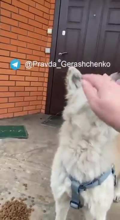 Just a dog but symbolic of Ukrainians' loyalty, love &amp;amp; undying commitment to each other - sad news about famous Reeny, of Makariv whose owner Tatiana was murdered by Russians (info &amp;amp; story in comments)