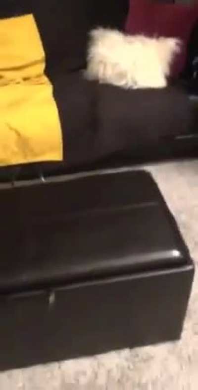 tail slap
